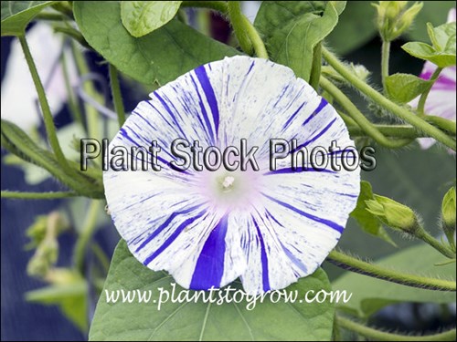 The stripes on the flowers are highly variable.